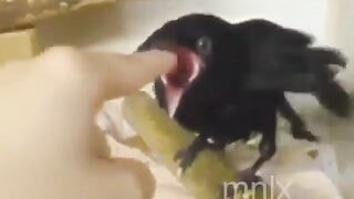 Just a crow?