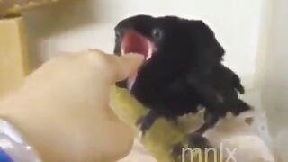 Funny: Just a crow? #2