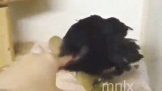 Funny: Just a crow? #3