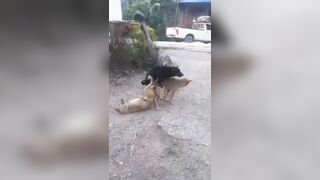 An interracial Gang-Bang