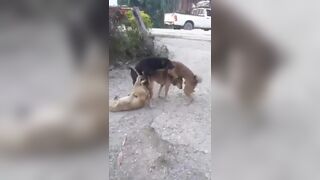 Funny: An interracial Gang-Bang #4