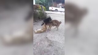 Funny: An interracial Gang-Bang #2