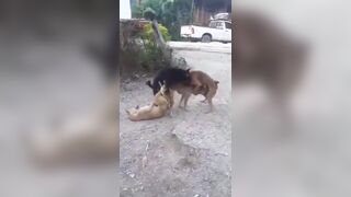 Funny: An interracial Gang-Bang #3
