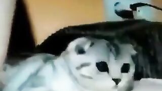 Funny: Poor pussy #4