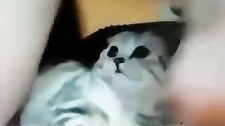 Funny: Poor pussy #3