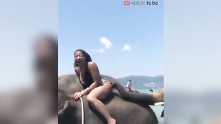 Funny: When elephant knows what it wants #4