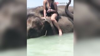 Funny: When elephant knows what it wants #3