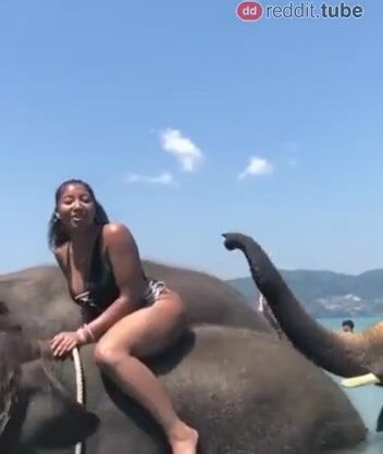 When elephant knows what it wants