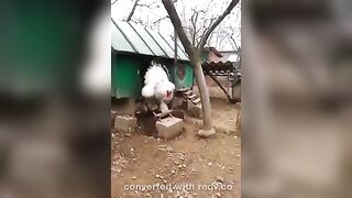 Big White Cock