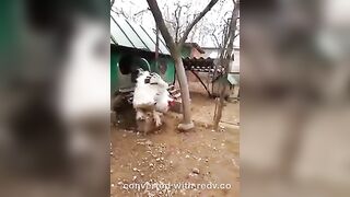 Funny: Big White Cock #4