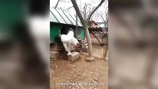 Funny: Big White Cock #2