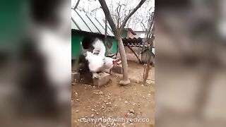 Funny: Big White Cock #3