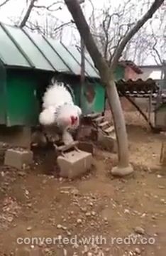 Big White Cock
