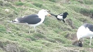 Seagull casually eating an entire full-grown rabbit.