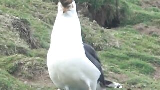 WTF: Seagull casually eating an entire full-grown rabbit. #4