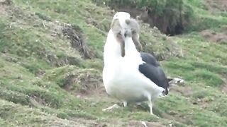 WTF: Seagull casually eating an entire full-grown rabbit. #2