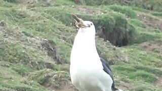 WTF: Seagull casually eating an entire full-grown rabbit. #3