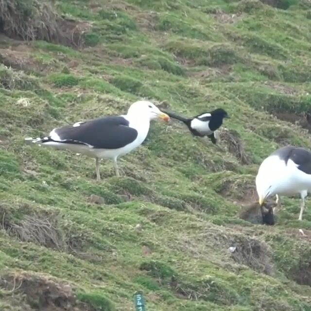 Seagull casually eating an entire full-grown rabbit.