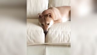 Crumbs from a treat between the cheeks