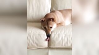 Confused: Crumbs from a treat between the cheeks #2